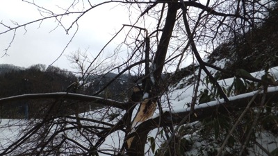 園入口の倒木被害