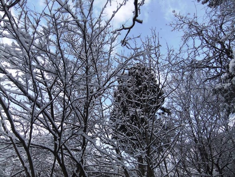 冬木の雪化粧