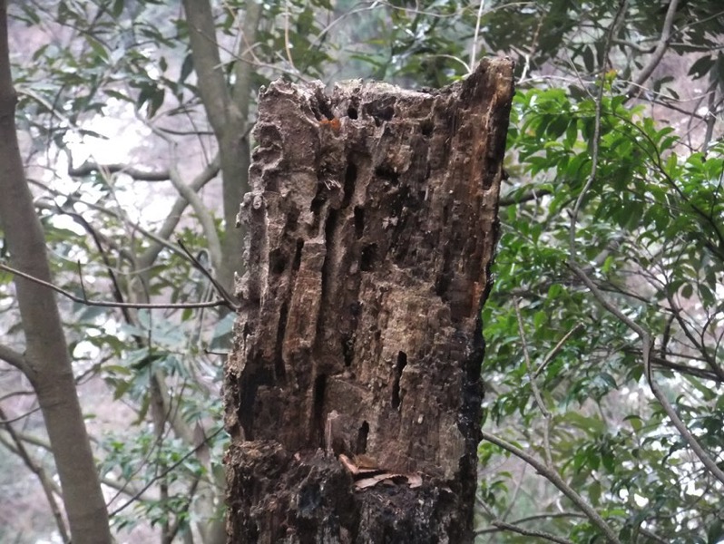 枯木のカミキリ巣跡