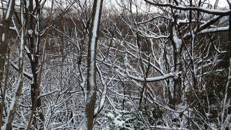 3木々の雪化粧