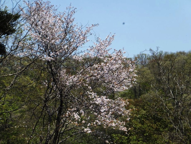 5咲き誇る山桜