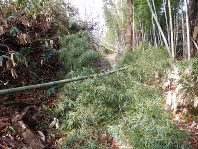 5竹の不法伐採