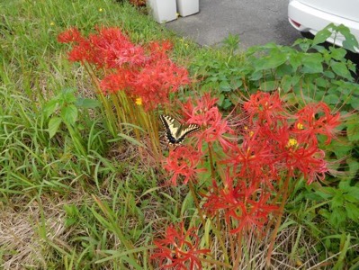 18紅彼岸花とチョウ