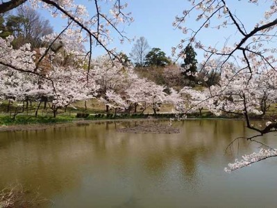 7県民公園池の桜