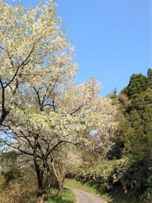 1園入口桜
